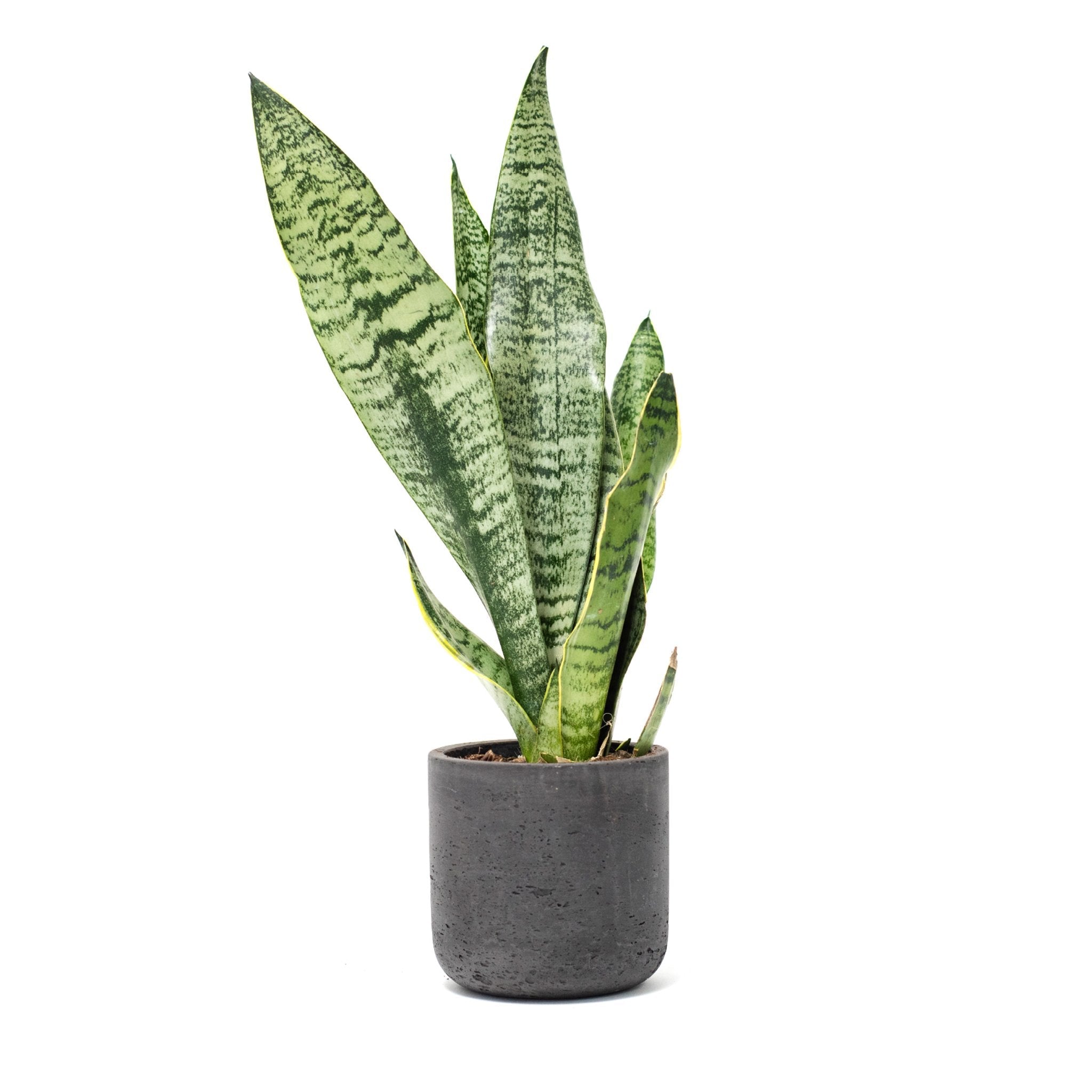 Large Wilson Line - Goody 3
