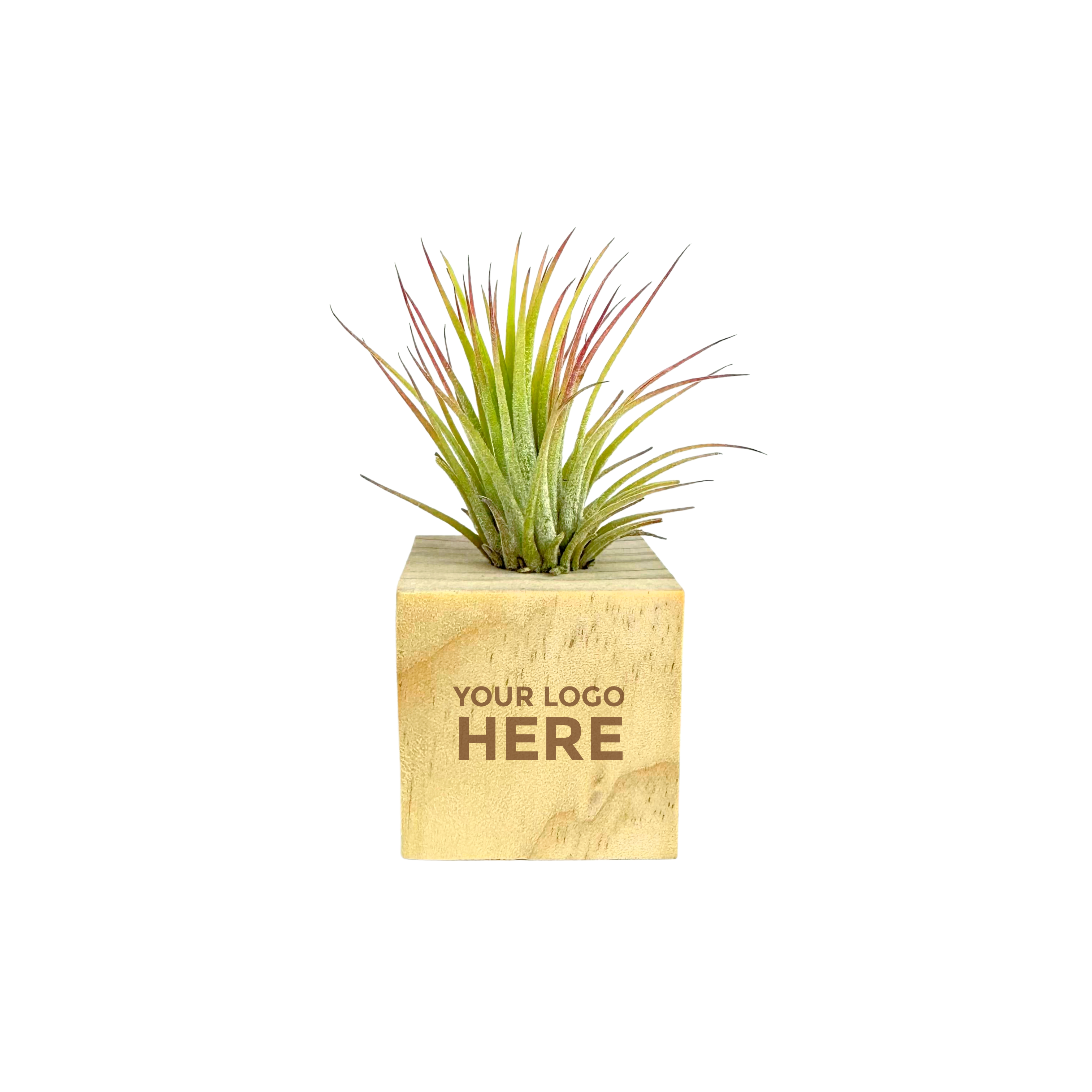 Air Plant in Mini Wooden Block 2