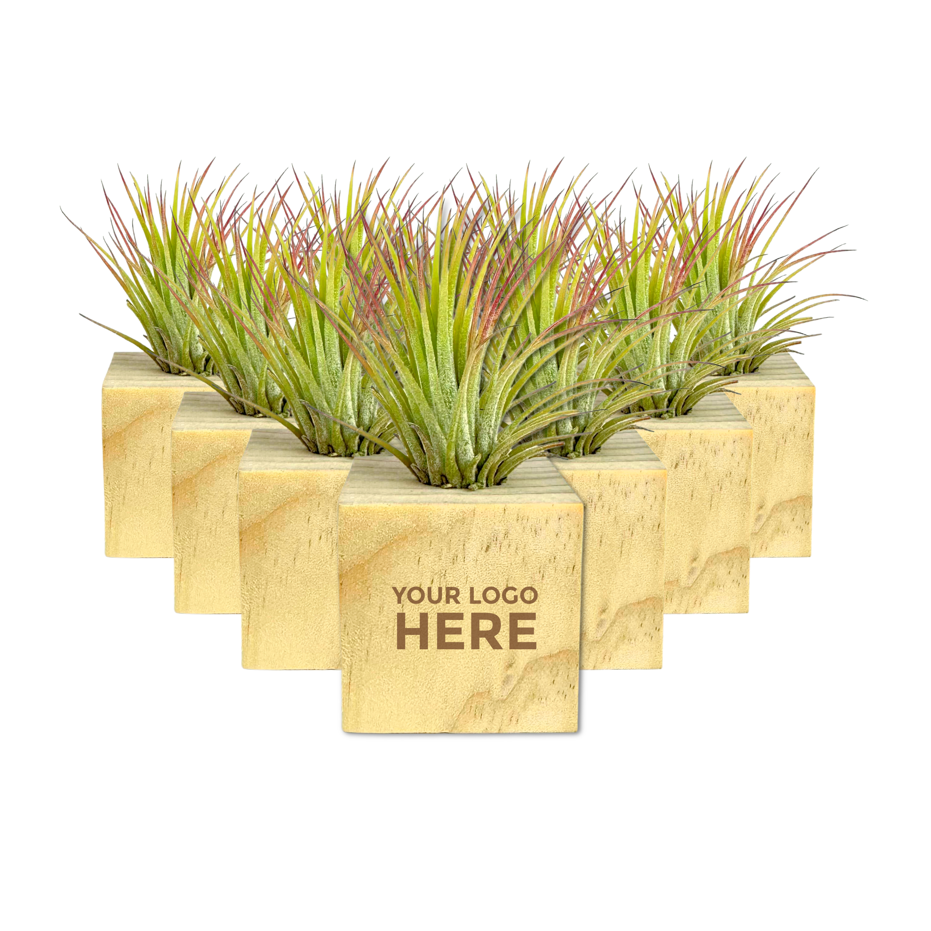 Air Plant in Mini Wooden Block 3