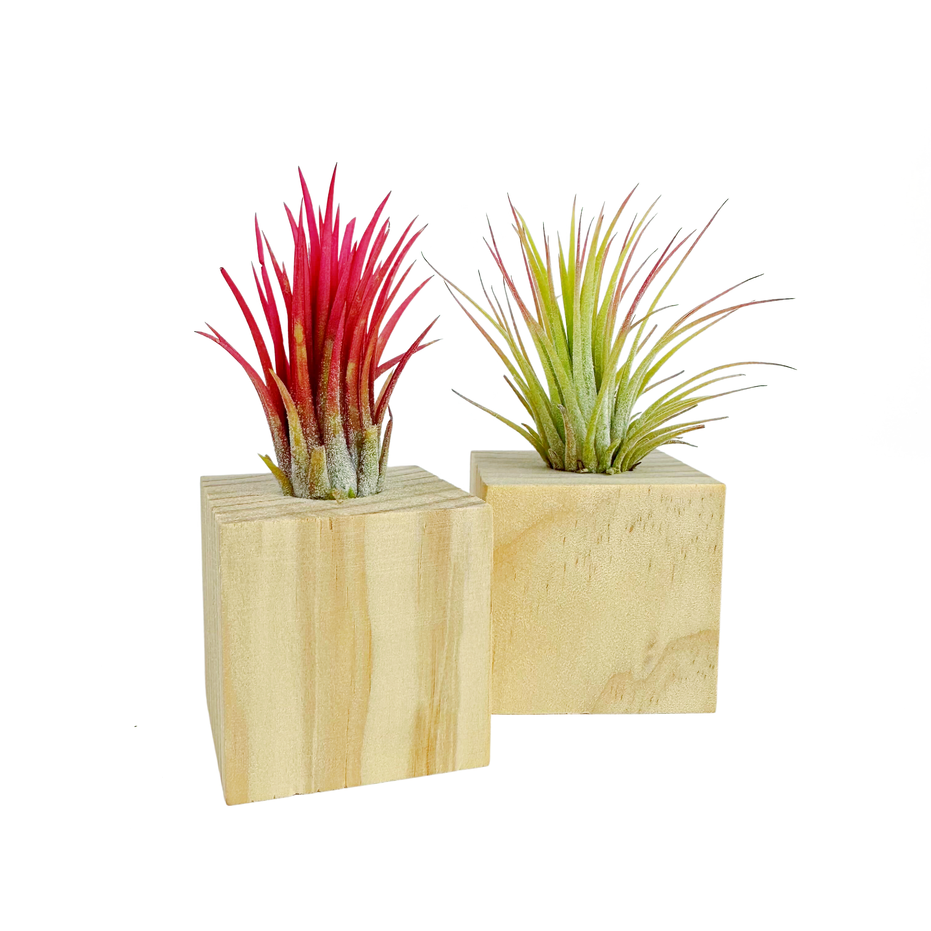 Air Plant in Mini Wooden Block 4