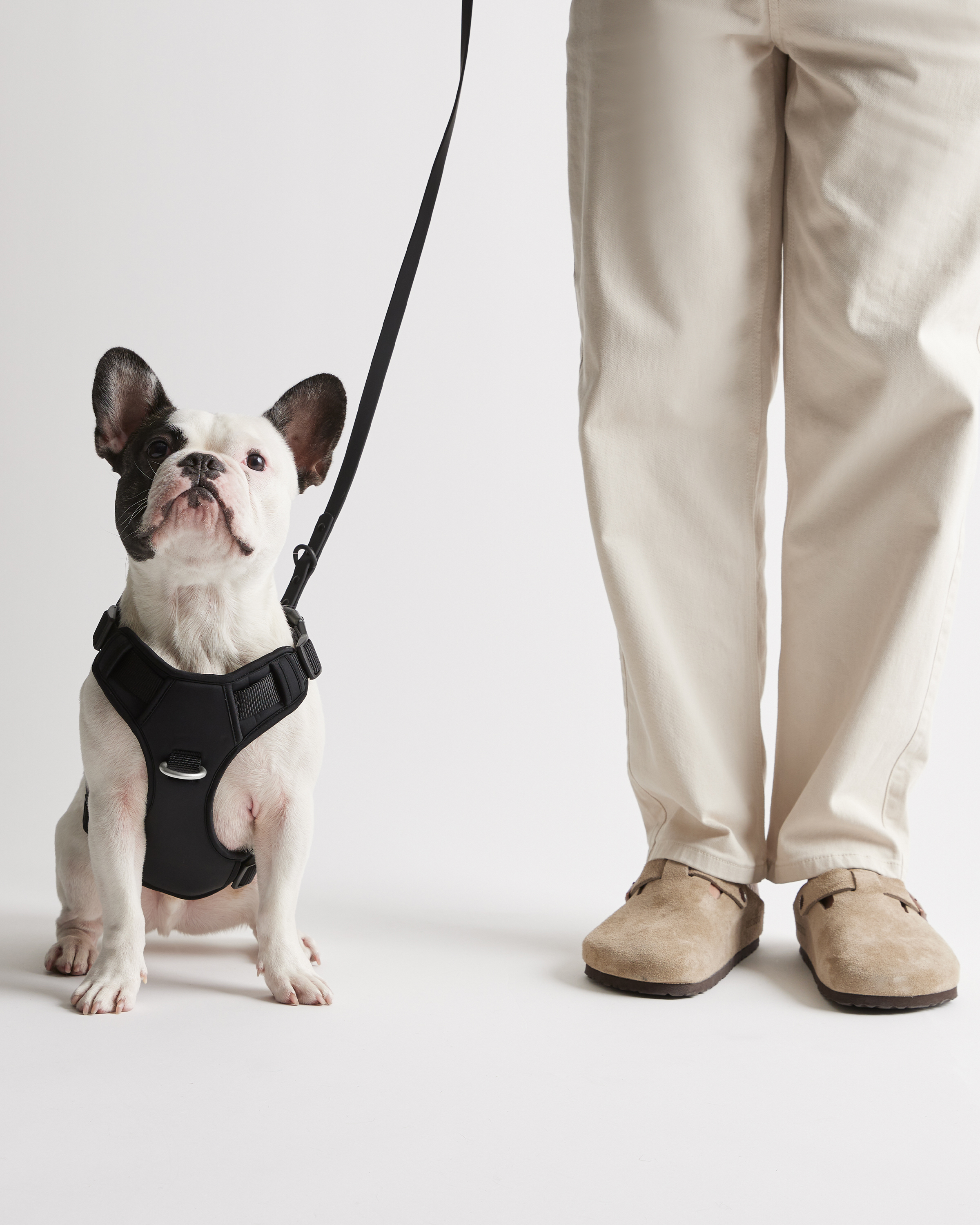Dog Harness Walk Kit Black