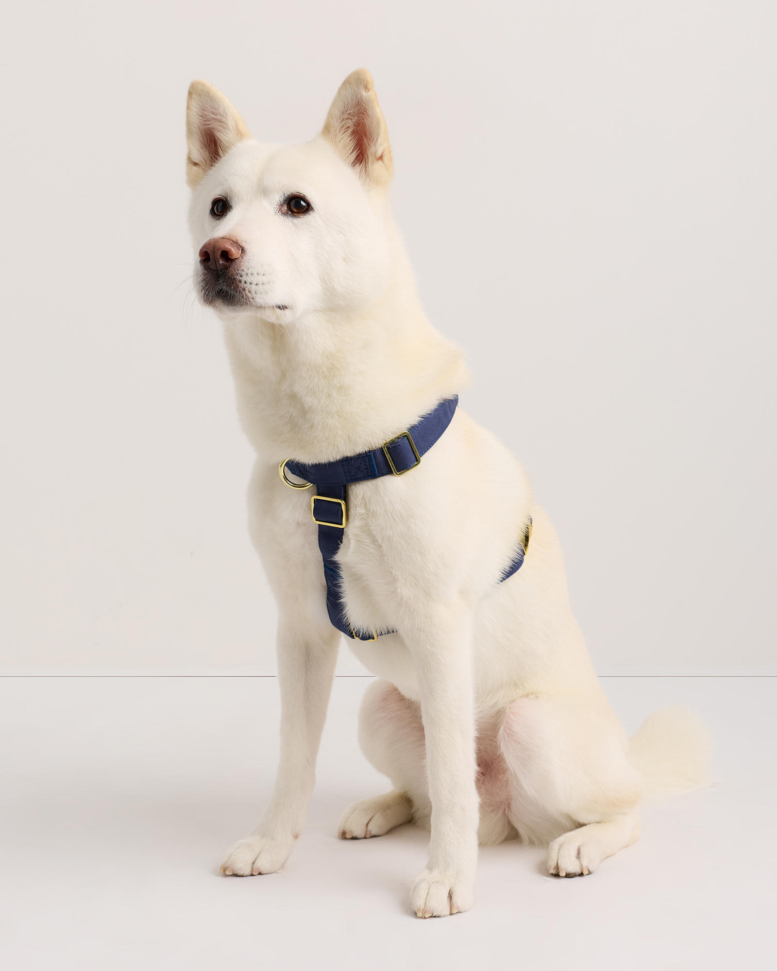 100% Cotton-Wrapped Nylon Dog Harness Navy
