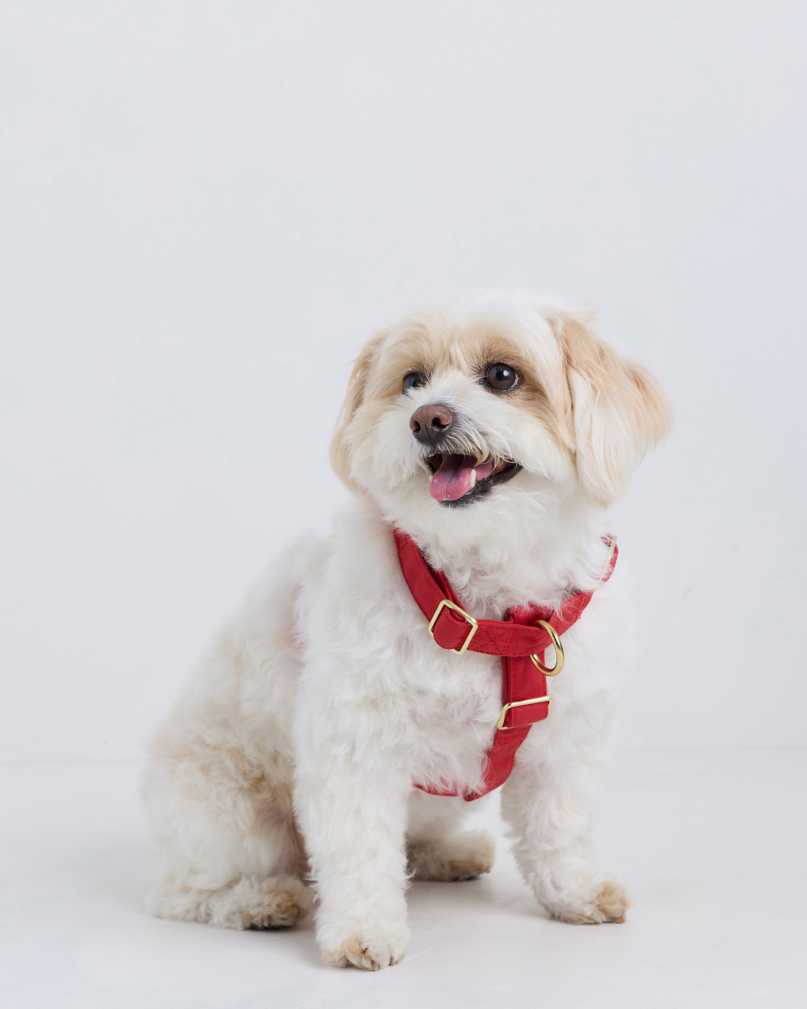 100% Cotton-Wrapped Nylon Dog Harness Ruby