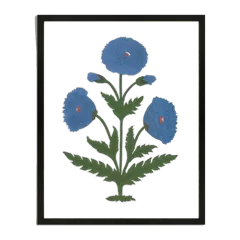 Blue Mughal Poppy Antique Print Black