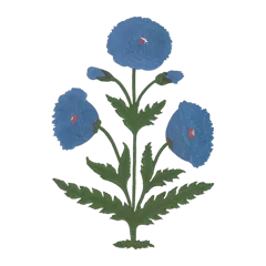 Blue Mughal Poppy Antique Print White