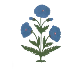Blue Mughal Poppy Antique Print Maple